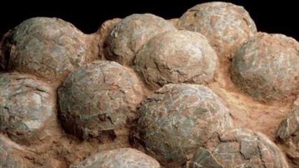 Hallan en Patagonia huevos de dinosaurio con embriones dentro