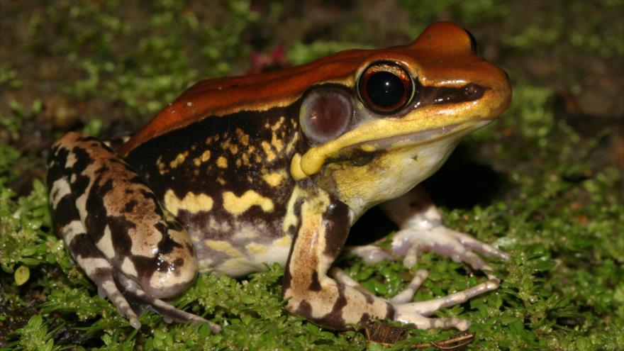 La rana Hydrophylax bahuvistara vive en el sur de La India.