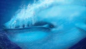 ¿En que consiste juego de ballena azul que deja tantas víctimas?
