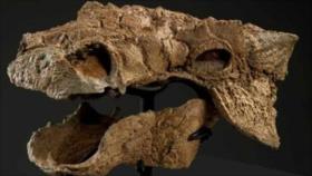 Hallan fósiles de dinosaurio con múltiples cuernos 