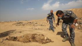 Fuerzas iraquíes descubren tres nuevas fosas comunes en Al-Anbar 