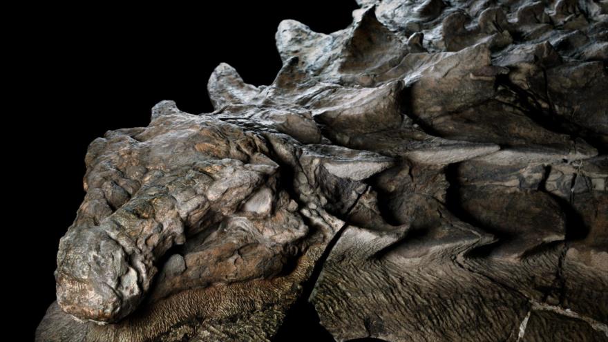 Vídeo: Hallan fósil de un dinosaurio que hasta se le ve la piel | HISPANTV