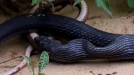 Vídeo: Una cobra se come a otra y luego la vomita