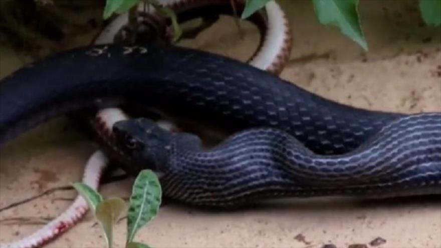 Vídeo: Una cobra se come a otra y luego la vomita