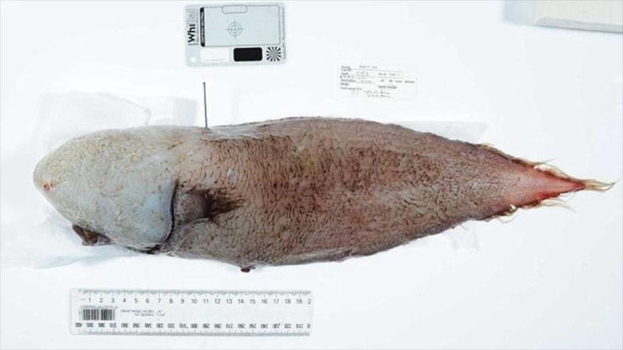 El pez sin rostro descubierto en las aguas profundas de Australia.
