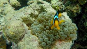 Irán – 1. Industria de la seda 2. La fauna en Kish 3. Los edificios históricos en Nayaf Abad