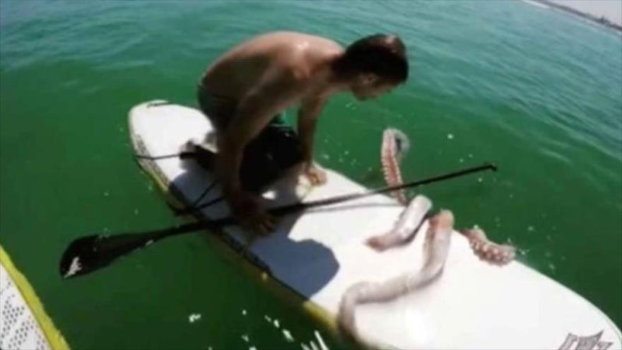 Vídeo: Calamar gigante ataca a surfero y lo arrastra al mar