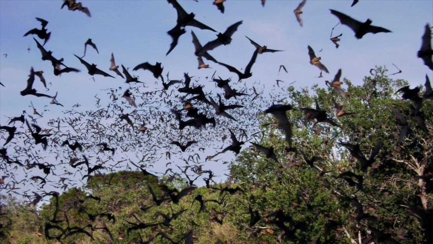 Cada especie de murciélago puede ser portadora de 17 enfermedades zoonóticas, que son aquellas que ya infectaron tanto a animales como a humanos.