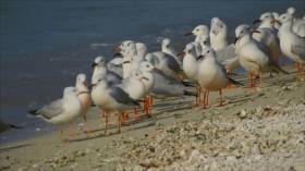 Irán – 1. Las islas de Kish 2. Agua por todas partes-Nayaf Abad 3. Artesanía de Biryand