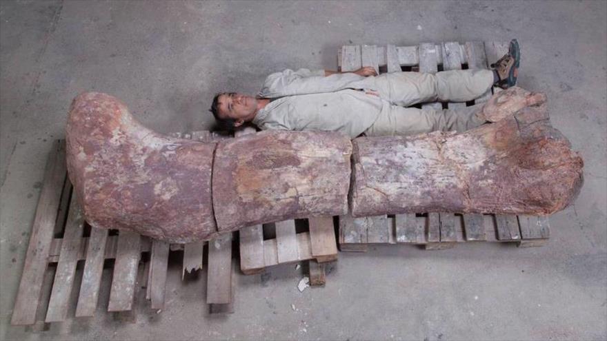 El animal más grande que pisó la Tierra: el Titán Patagónico | HISPANTV