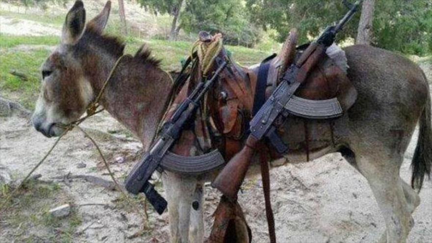 El grupo terrorista EIIL utiliza animales para perpetrar ataques.