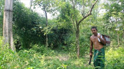 Conozcan la historia del ‘Hombre Bosque’ que salvó su isla