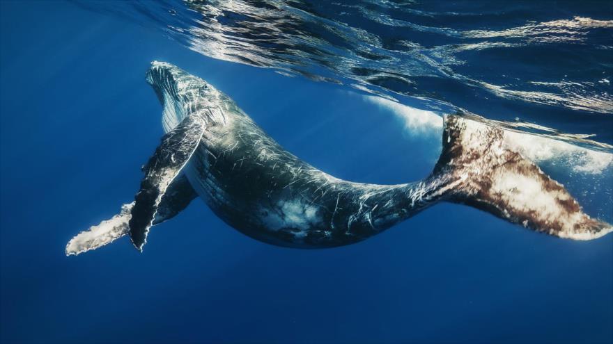 Las ballenas han comenzado a cambiar la frecuencia sonora en la que cantan como una manera de hacer frente a la contaminación acústica de los océanos.