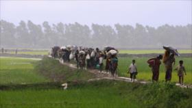 ONU advierte: 87.000 rohingyas huyen de violencia a Bangladés