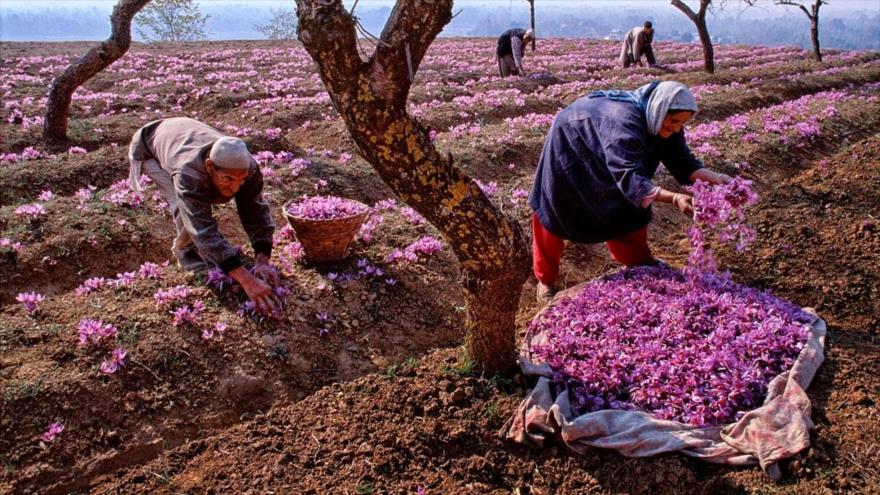 Momento de la recolección de las flores de azafrán en Irán.