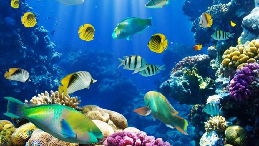 Un grupo de peces en el océano Pacífico.