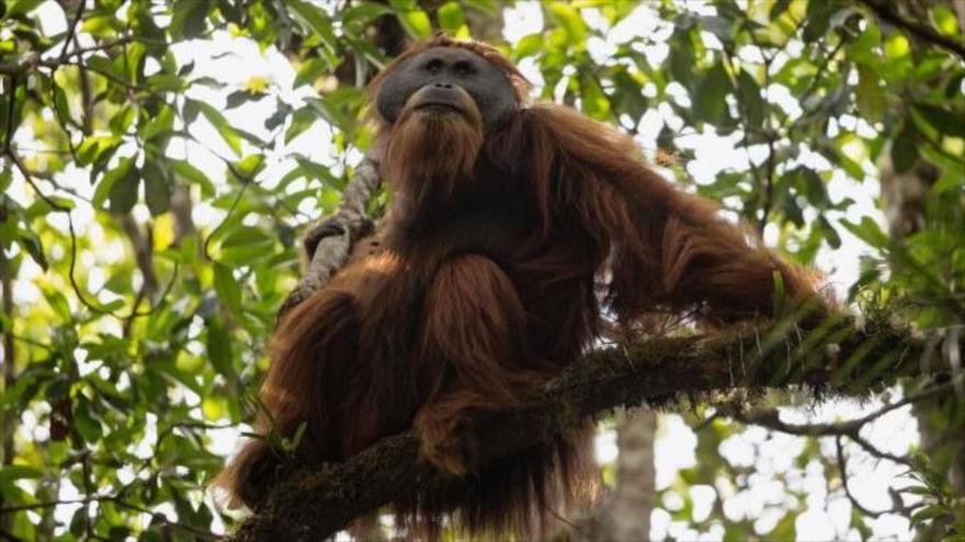 Un macho adulto orangután de Tapanuli en el bosque de Batang Toru.