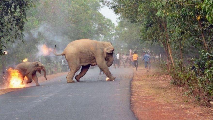 La dramática imagen tomada de una cría de elefante en llamas que ganó un concurso de fotografía en India.