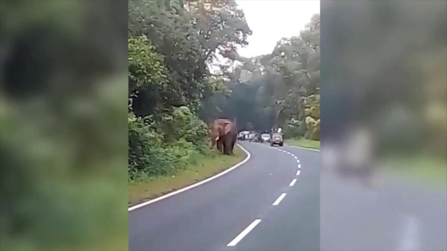 Vídeo: Elefante mata a hombre cuando intentaba sacarse un selfie | HISPANTV