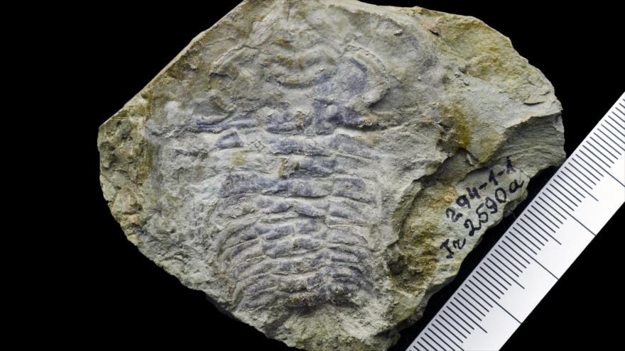El fósil de un tipo de triolbite, una criatura marina, encontrado en Estonia.

