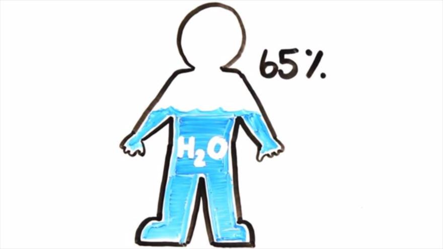 El cuerpo de un ser humano contiene de media dos terceras partes de agua (H2O).