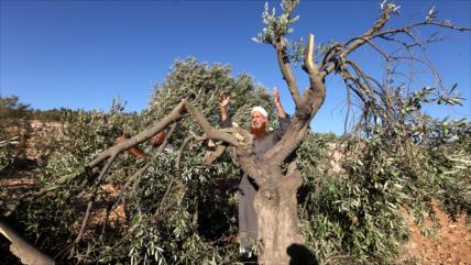 Colonos talan olivos palestinos en presencia de soldados israelíes