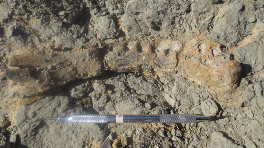 Los restos de una nueva especie de dinosaurio, llamado ‘Mansourasaurus shahinae’, descubiertos en Egipto.