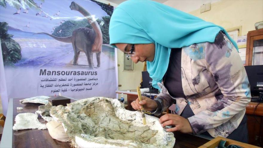 Una investigadora trabaja con los restos de la mandíbula del nuevo ejemplar de dinosaurio ‘Mansourasaurus’, descubierto en Egipto.