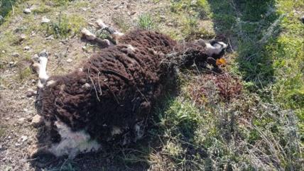 Colonos israelíes matan cinco ovejas de un pastor palestino