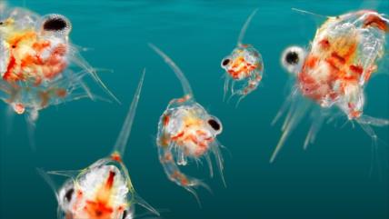 EEUU modifica genes de criaturas marinas para que sean espías