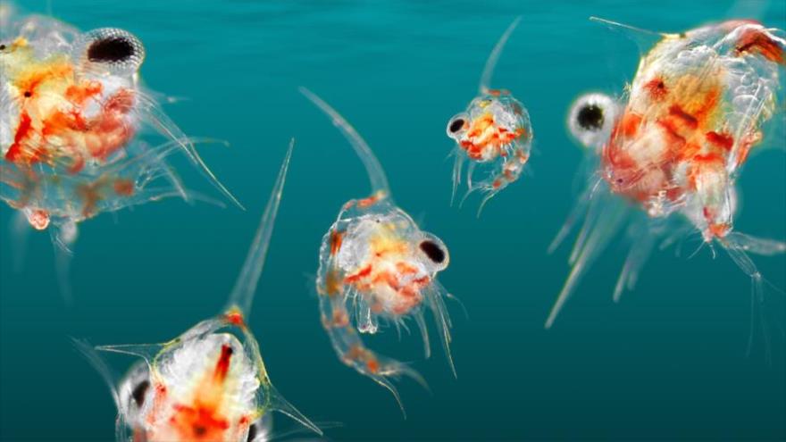 Pentágono estudia usar al plancton como espías para rastrear submarinos enemigos en alta mar.