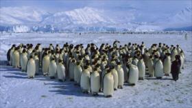 Descubren en la Antártida una colonia de 1,5 millones de pingüinos