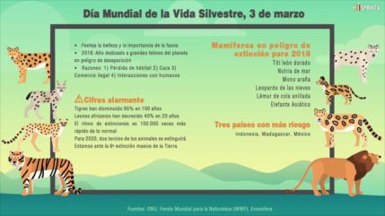 Se celebra Día de Vida Silvestre de cara a una extinción masiva