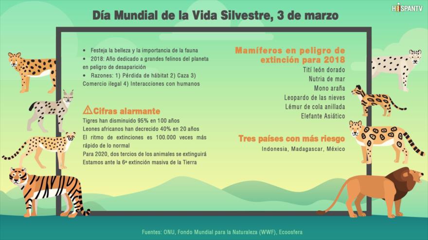 Infografía de HispanTV