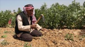 Israel rocía sustancias químicas sobre tierras agrícolas en Gaza