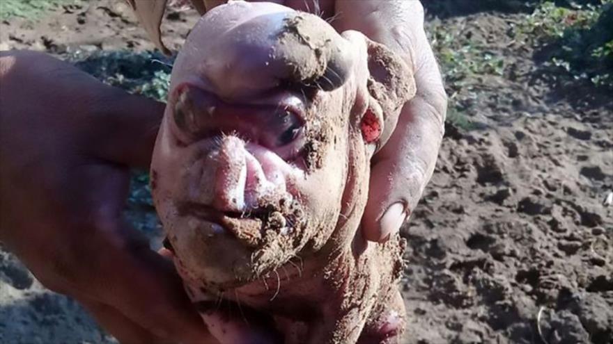 Foto Hallan Extrano Cerdo Con Rasgos Humanos En Argentina Hispantv