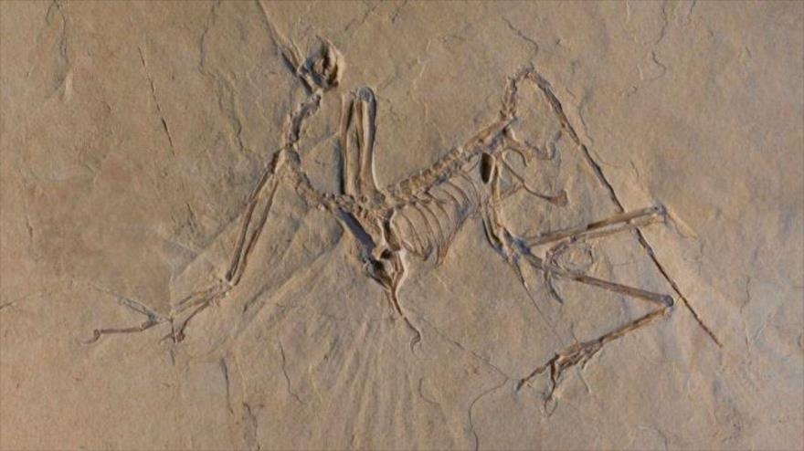 Fósil de una especie del dinosaurio volador Archaeopteryx.