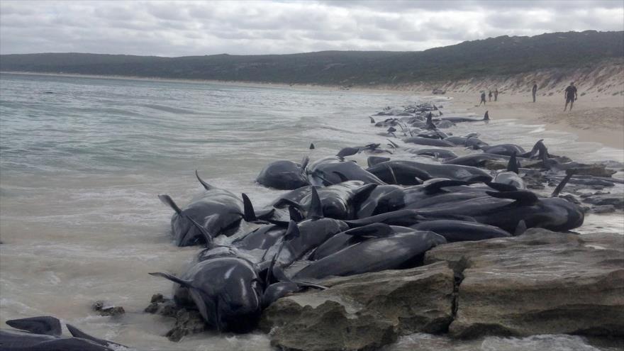 Mueren más de 70 ballenas varadas en una playa de Australia Mueren más de 70 ballenas varadas en una playa de Australia