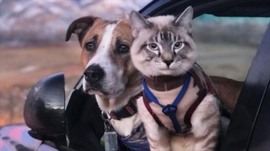El perro Henry y el gato Baloo cautivan con sus fotos viajeras