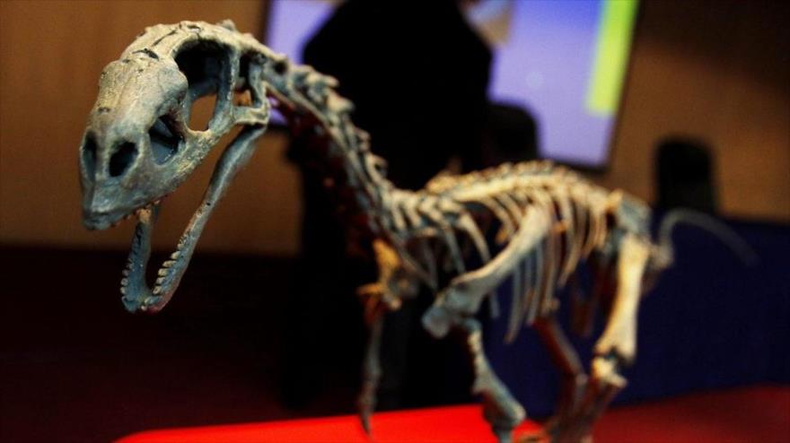 Hallan en Chile restos de dinosaurio de 70 millones de años | HISPANTV