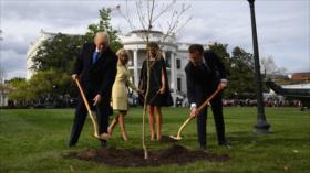 Desaparece antes de una semana árbol de Macron en la Casa Blanca