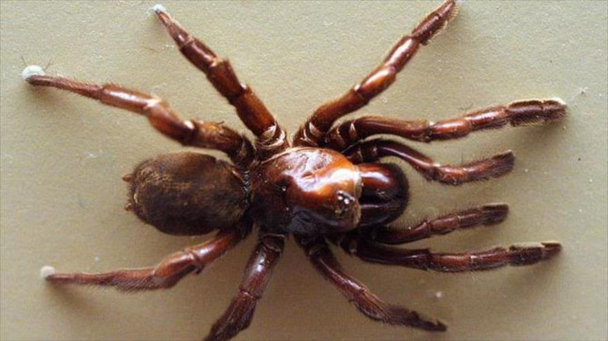 Gaius villosus, la araña más vieja conocida en el mundo.