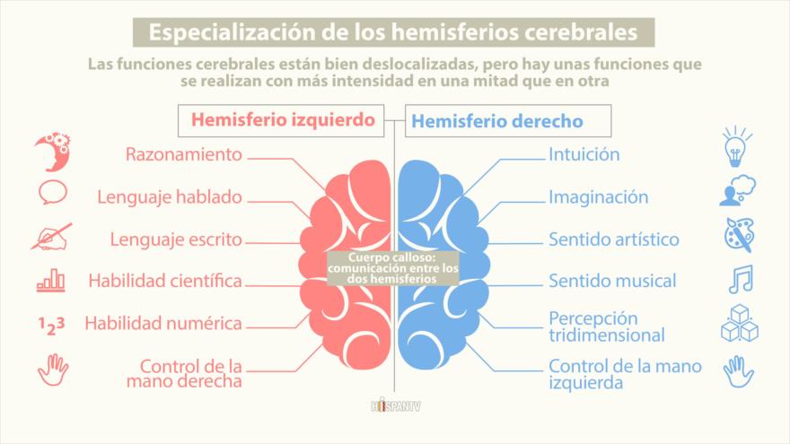 vacaciones creativo Énfasis las funciones de los hemisferios cerebrales