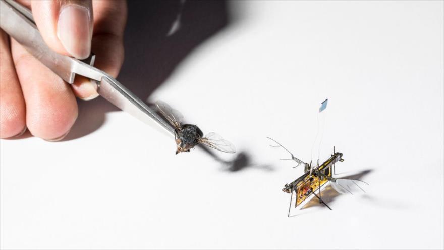 Vídeo Crean el primer insecto robot que vuela con energía láser