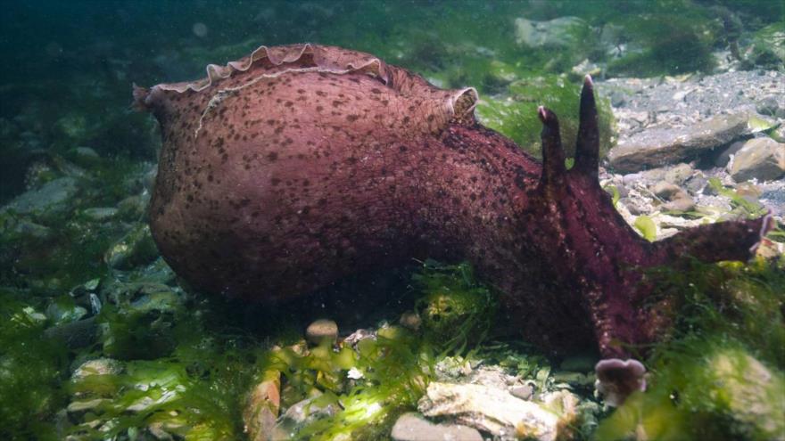 Un caracol marino de la especie de Aplysia californica.