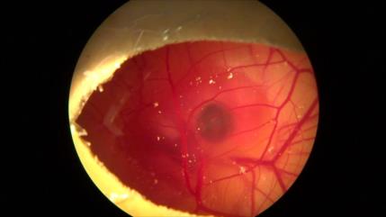 Científicos logran cruzar células humanas con embriones de pollo