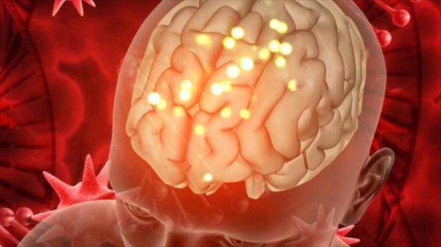 Científicos cambian la historia y descubren que los humanos tenemos dos cerebros.