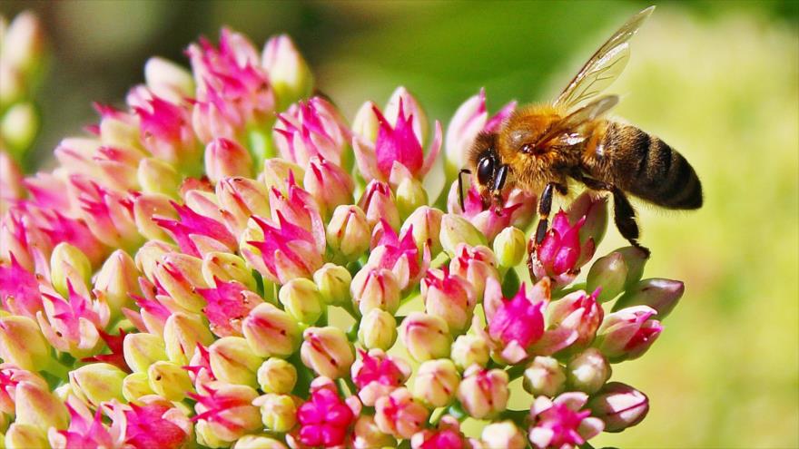 Las abejas se extinguirán en cuestión de años, asevera un estudio.
