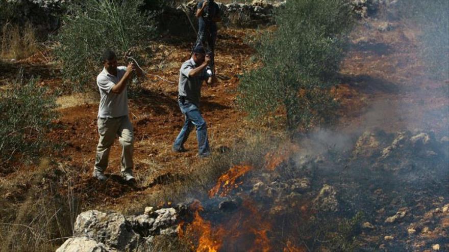 Colonos israelíes queman olivos de palestinos en Cisjordania | HISPANTV