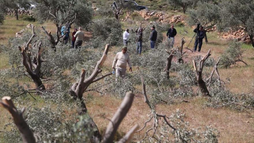 Agricultores palestinos inspeccionan el daño causado a sus olivos, talados por colonos israelíes.